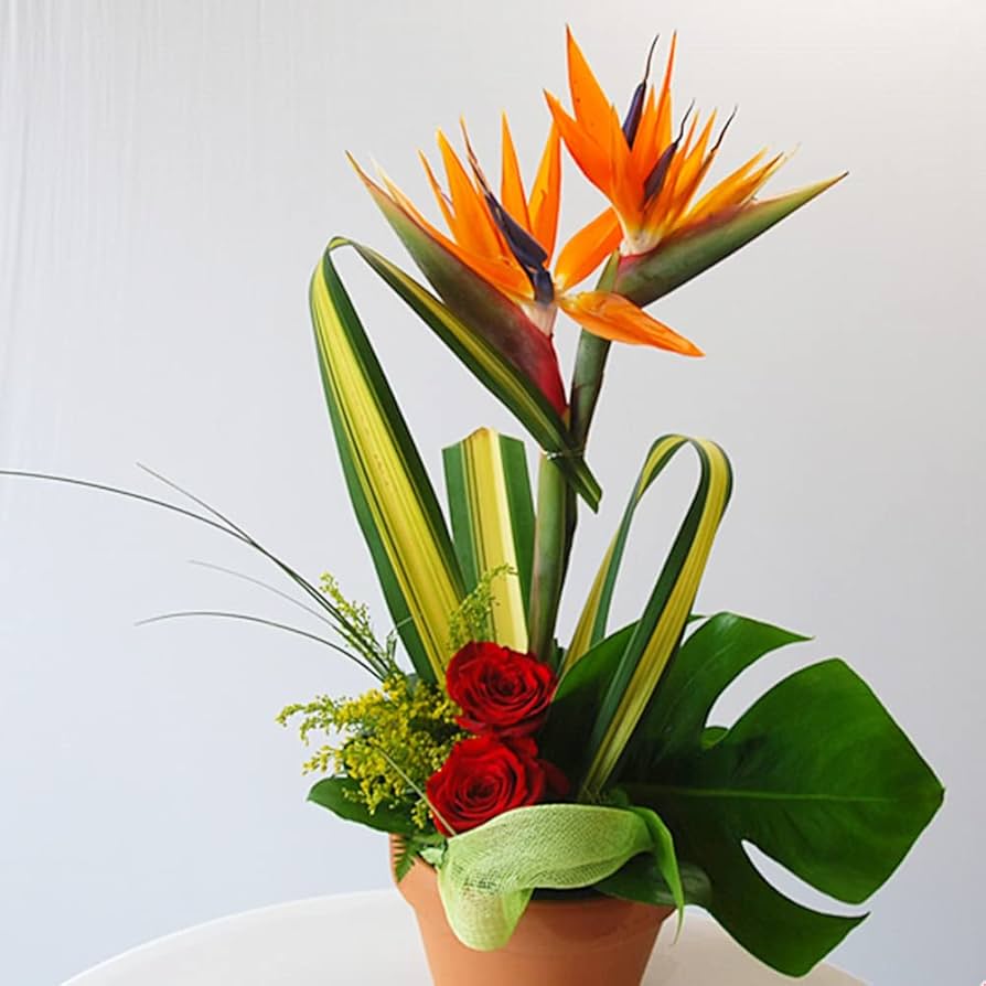 レア柄　ファイヤーキング　Bird of Paradise 100 Pcs Strelitzia Reginae Flores Hybrid Bird Paradise Seeds